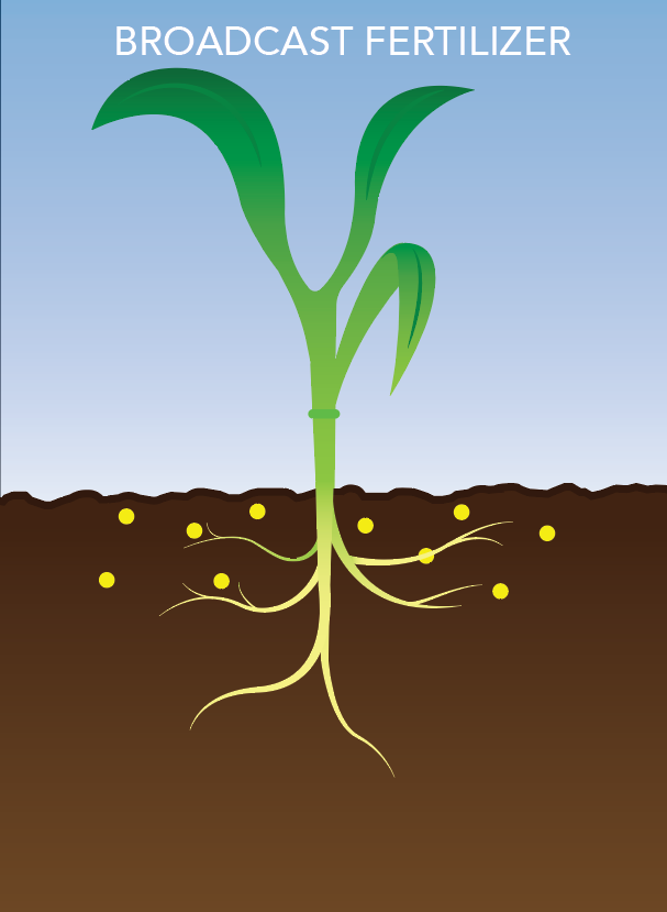 A visual of how broadcasted granular fertilizer appears with a stalk of corn.