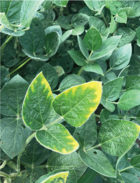 Yellow tinted soybean leaves showing potassium deficiencies.
