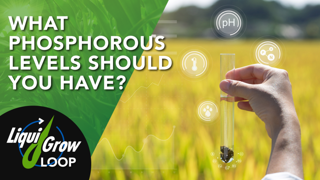 Thumbnail image for Phosphorus video 